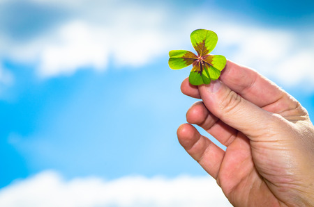 detail of green clover plant in human fingersの写真素材