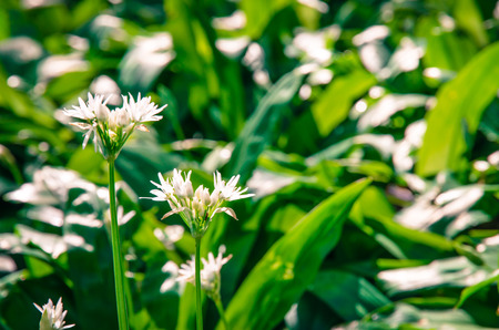 green wild garlic flower in springtime