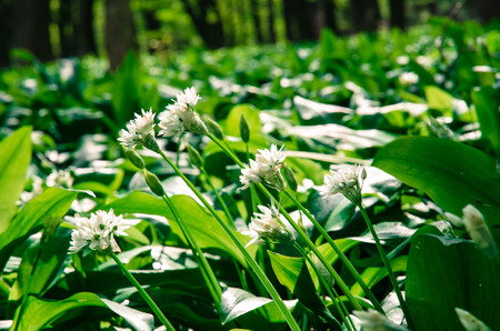 field of green wild garlic in spring woodsの写真素材