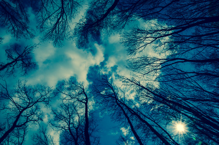 view to trees-tops and blue skyの写真素材