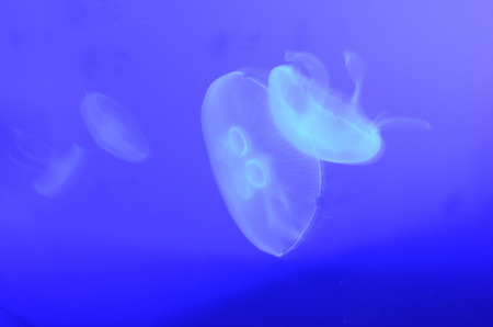jelly fish