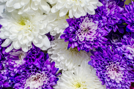 chrysanthemum flowerの写真素材