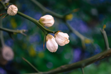 spring flower budの写真素材