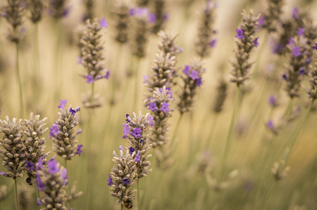 lavenderの写真素材