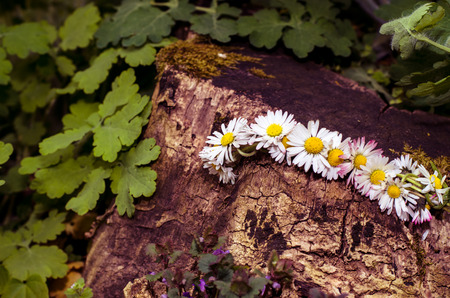 daisy chain over wooden trunkの写真素材
