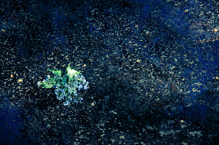 bunch of flowers in water imageの写真素材