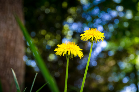 yellow dandelion flower in green meadowの写真素材