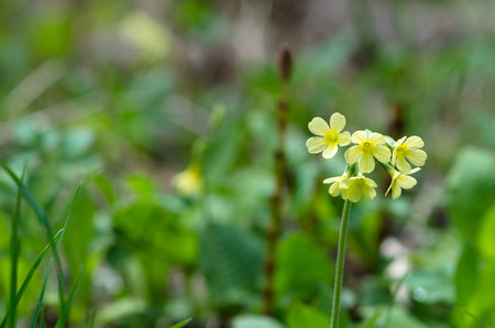 yellow cowslip flower over pastel colored backgroundの写真素材
