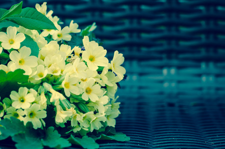 yellow cowslip bunch in benchの写真素材