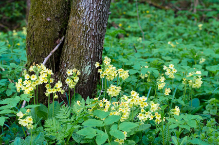yellow primrose in green meadowの写真素材