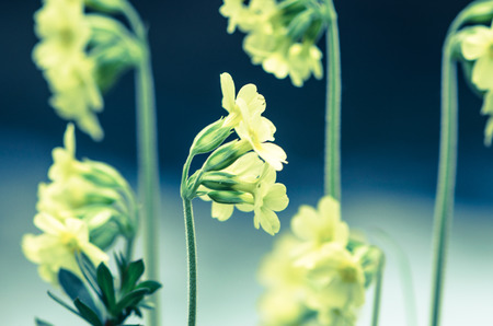 group of yellow cowslip flowerの写真素材
