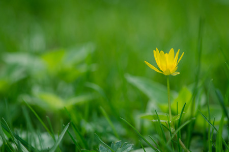 spring yellow kingcup flower imageの写真素材