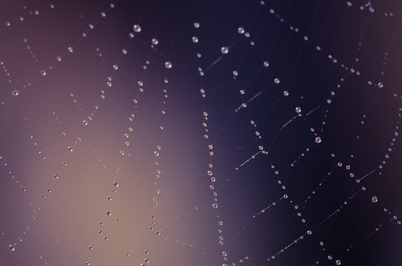 steamy spider web macro imageの写真素材
