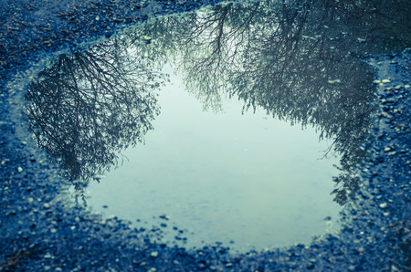 reflection of tree in water poolの写真素材