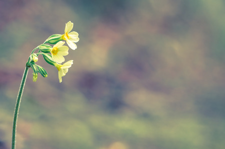 yellow cowslip flower over pastel colored backgroundの写真素材
