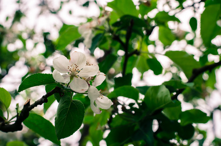 tree with blossoming flowers in springtimeの写真素材