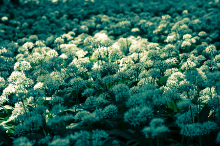 meadow of wild garlic with white flowers in woods at night
