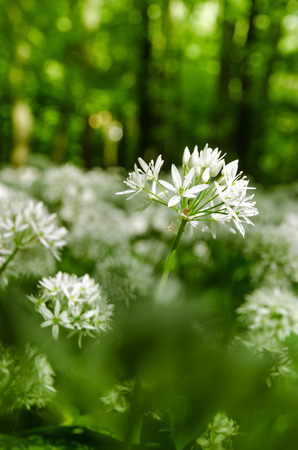 detail of blossoming wild garlic with white flowers in woodsの写真素材