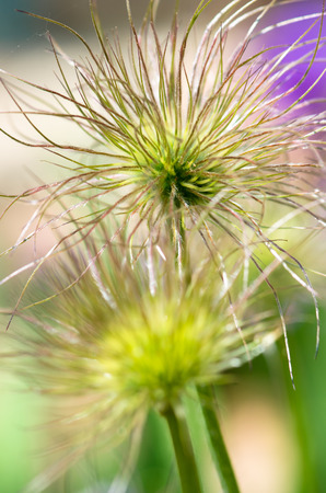 unique flower over pastel backgroundの写真素材