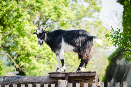 majestic guarding billy goat animalの写真素材