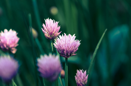 blossoming violet garlic flower over green backgroundの写真素材