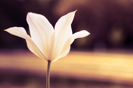 one white tulip flower closeup
