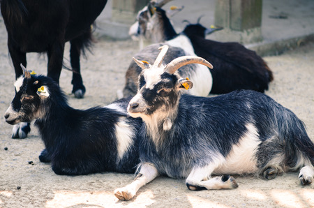 group od goats lying down on groundの写真素材