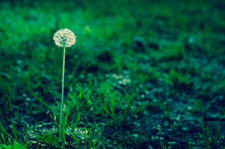 white dandelion flower over green backgroundの写真素材