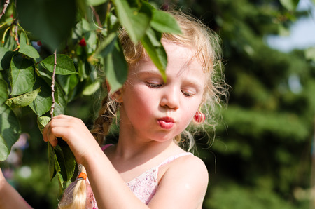 little blond girl eating red cherriesの写真素材