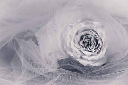 detail of white rose filtered effectの写真素材