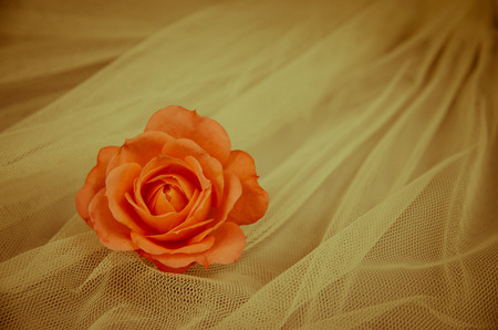 filtered orange rose over white backgroundの写真素材