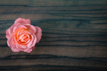 pink rose over dark brown wooden backgroundの写真素材