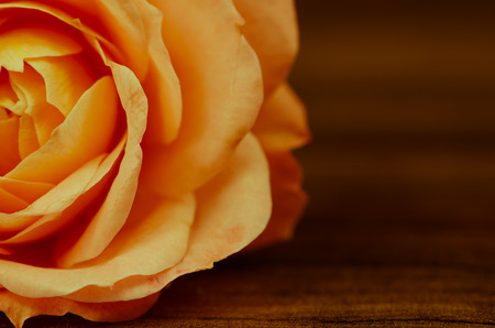 detail of beautiful blossoming orange roseの写真素材