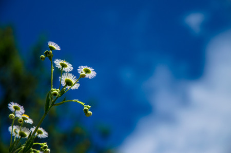 white spring flowers over blue skyの写真素材