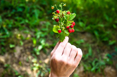 bunch of red wild strawberry with green leaves in human handの写真素材
