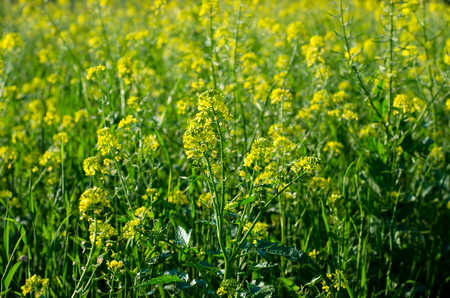 view to yellow rapeseed fieldの写真素材