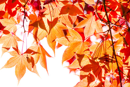 colorful red yellow leaves with sunlight