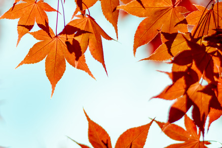 autumn orange red leaves with sunlightの写真素材