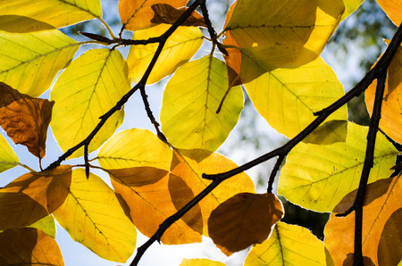 yellow leaves with sunlight