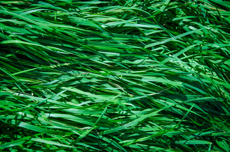 long green grass