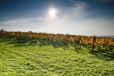 vineyard in autumn timeの写真素材