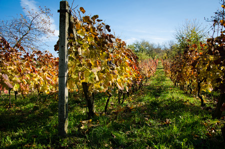 vineyard in autumn time