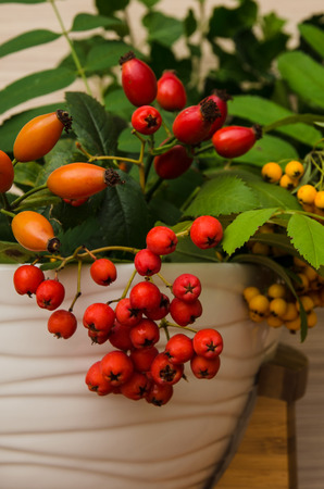 group of autumn plants の写真素材