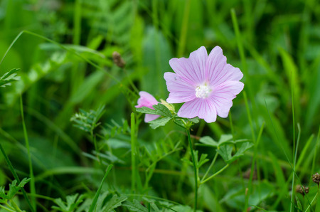 detail of pink flower on green backgroundの写真素材