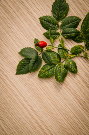 red briar and green leavesの写真素材