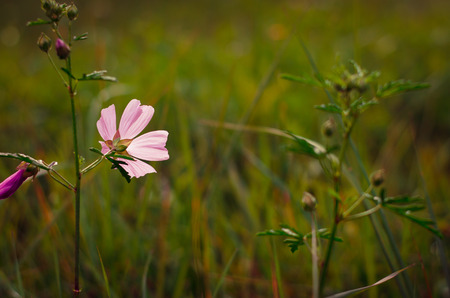 detail of pink flower on green background