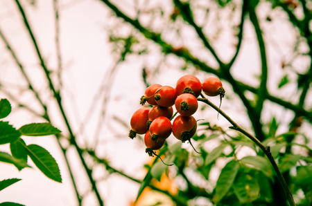 group of red briar の写真素材