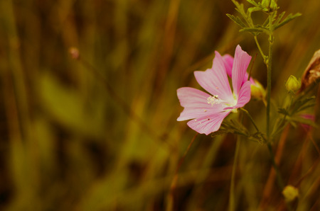 detail of pink flower on green backgroundの写真素材