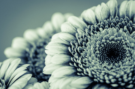 gerber flowers  black and white imageの写真素材