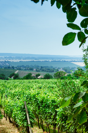 row of green plants in vineyardの写真素材